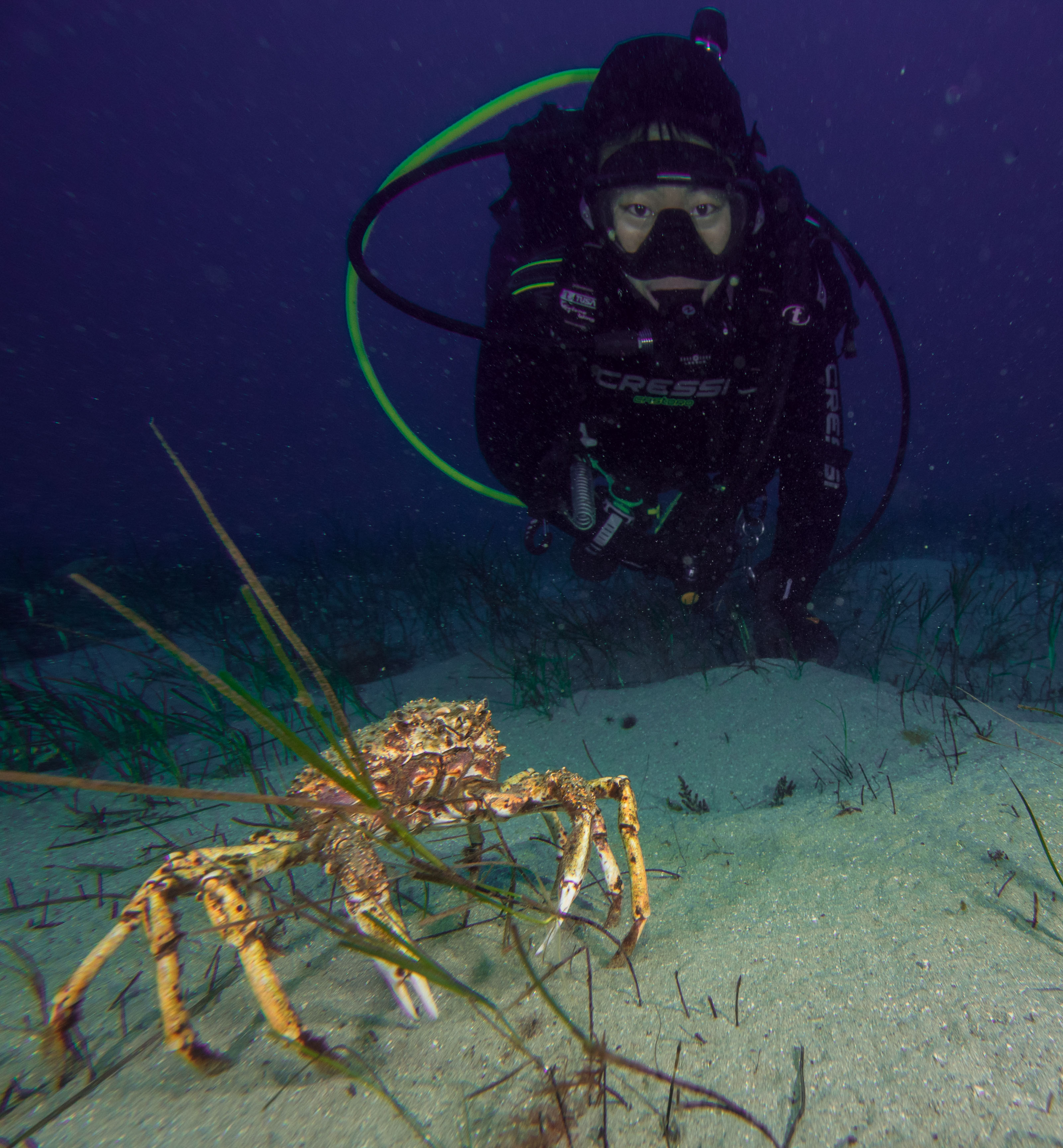 The Great Spider Crab Migration • Scuba Diver Life 8594