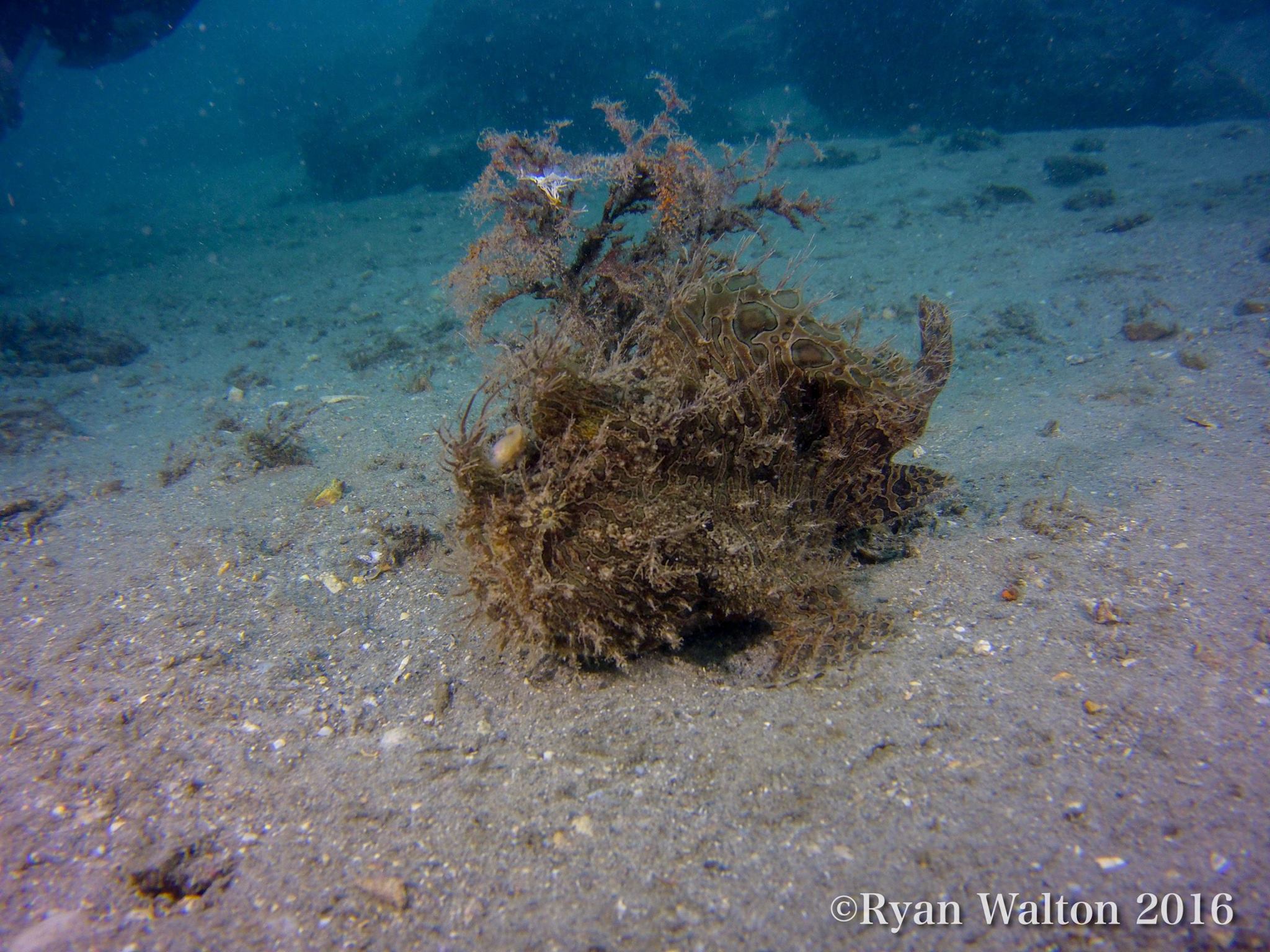 Five Popular Marine Encounters at Blue Heron Bridge • Scuba Diver Life