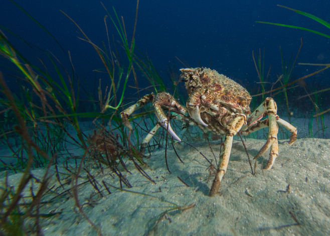 spider crab migration