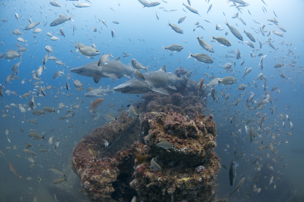 Exploring Monitor National Marine Sanctuary • Scuba Diver Life