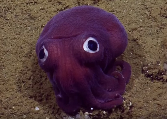 world's most adorable squid