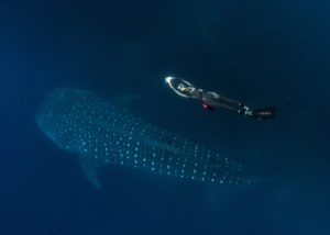 Galapagos Evolution Expedition
