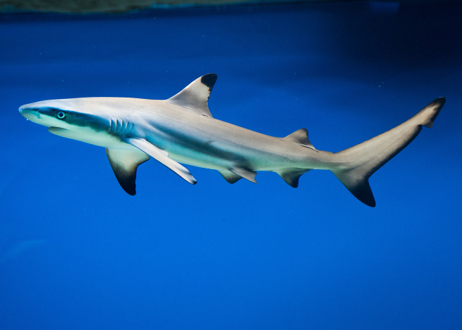 hybrid shark discovered off australia