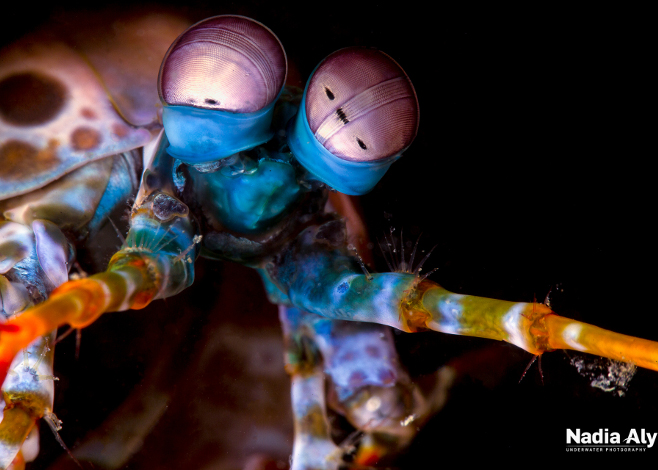 mantis shrimp