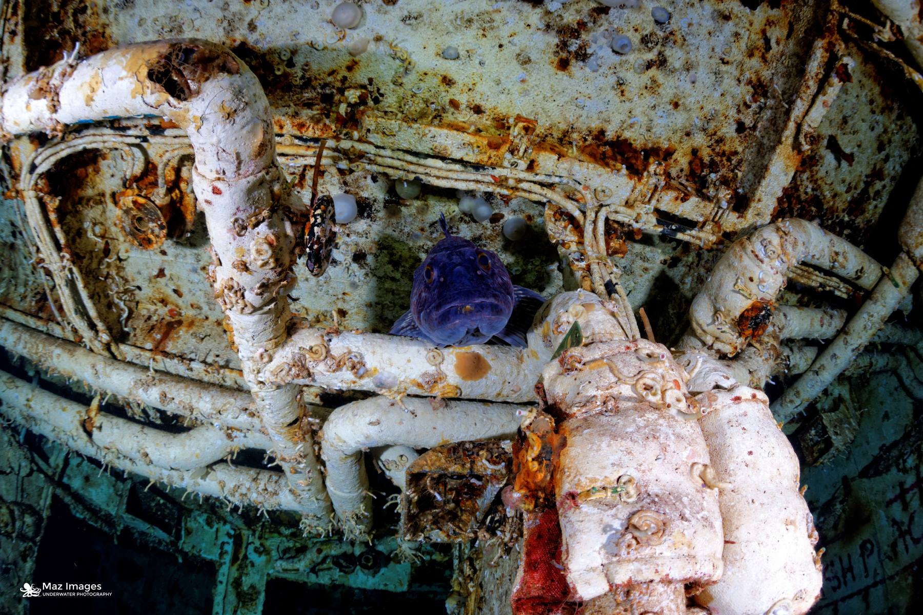 Nanaimo Wreck Diving • Scuba Diver Life