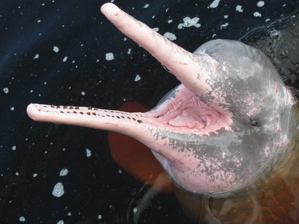 river amazon underwater