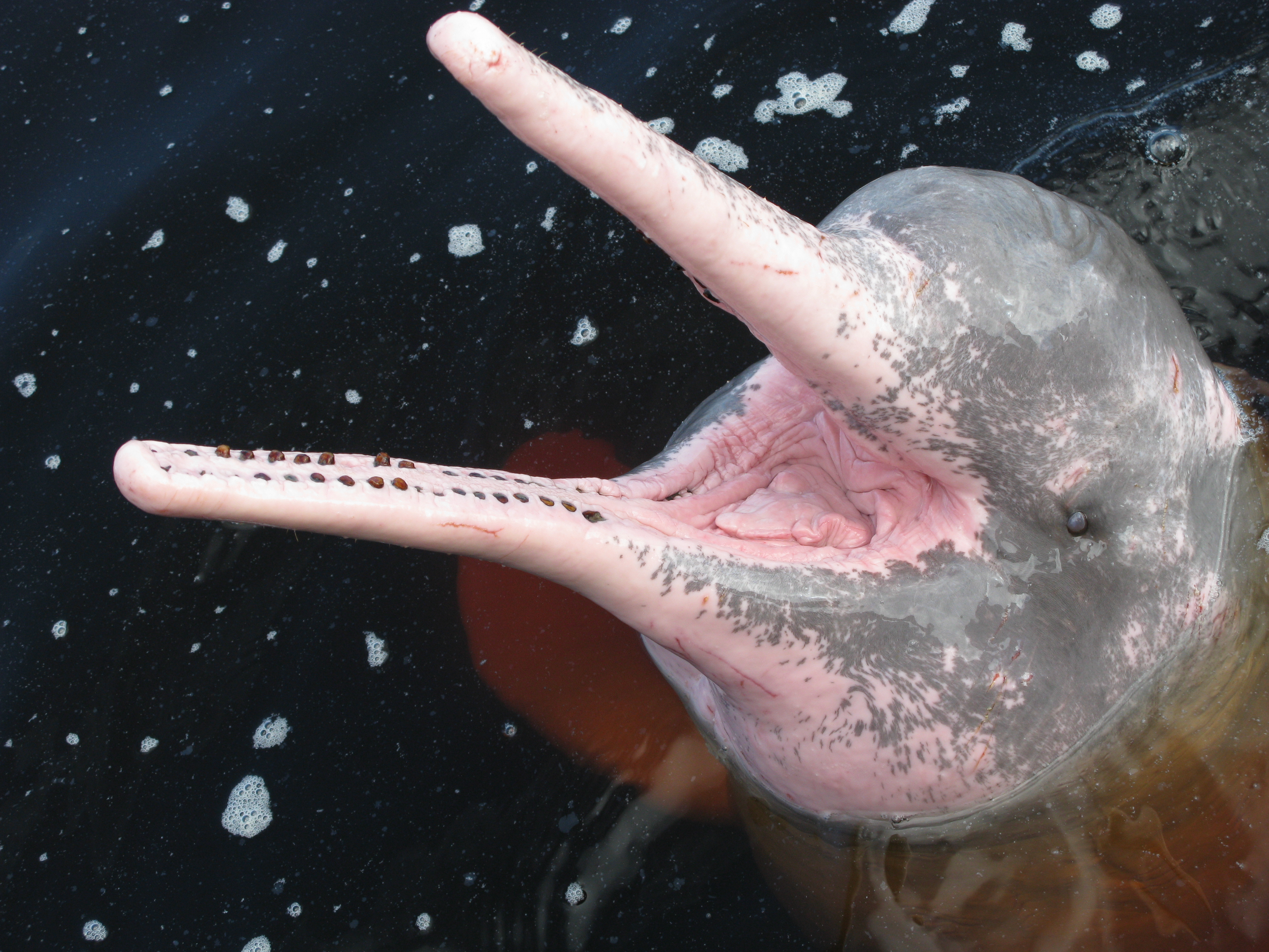 The Underwater Wildlife of the Brazilian Amazon • Scuba Diver Life