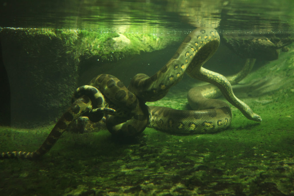 river amazon underwater