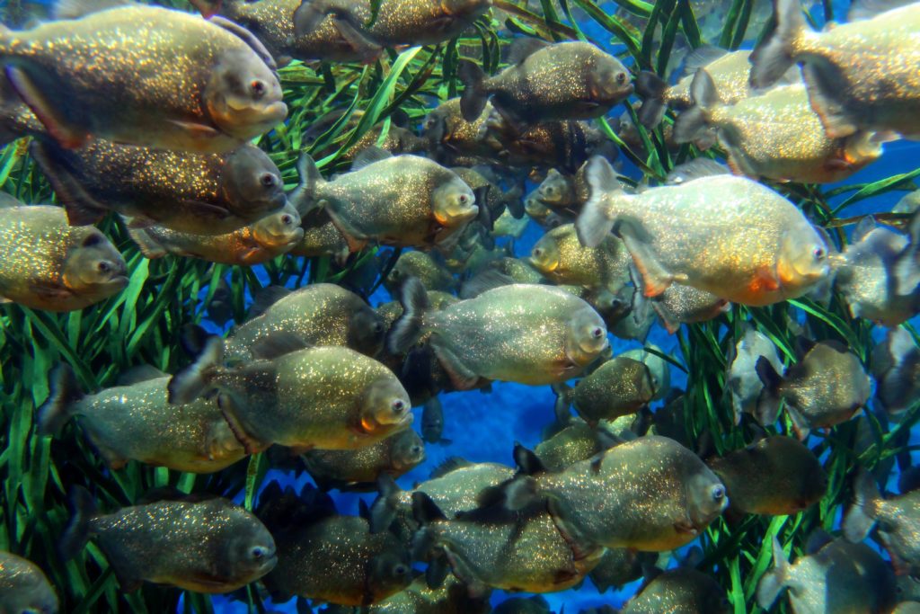 Amazon River Fish Underwater