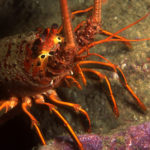 California Spiny Lobsters