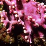 Technicolor coral