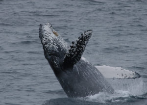 Channel Islands National Marine Sanctuary