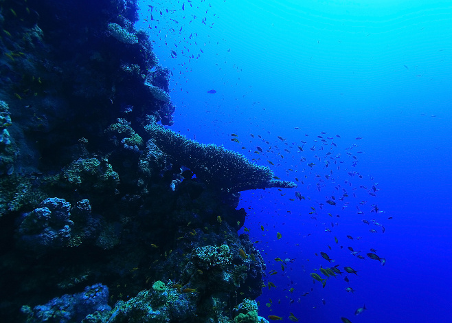 Hawaii’s deep water reefs