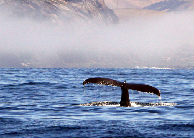 South Atlantic Whale Sanctuary