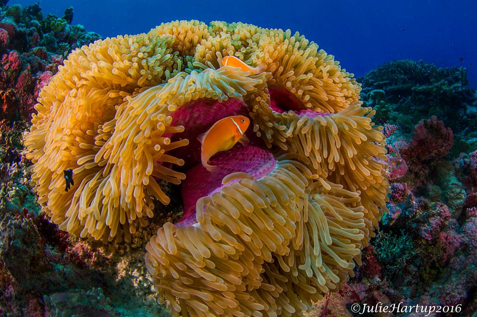 Micronesian Diving: Chuuk Lagoon and Pohnpei • Scuba Diver Life