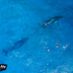 An aerial overview of some swimmers with three humpback whales. The mom and calf in front, with singer/escort behind.