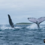 Two adult humpback whales, playing in the waters off Vava’u, Tonga. You can often find them playing, pecking and tail slapping.