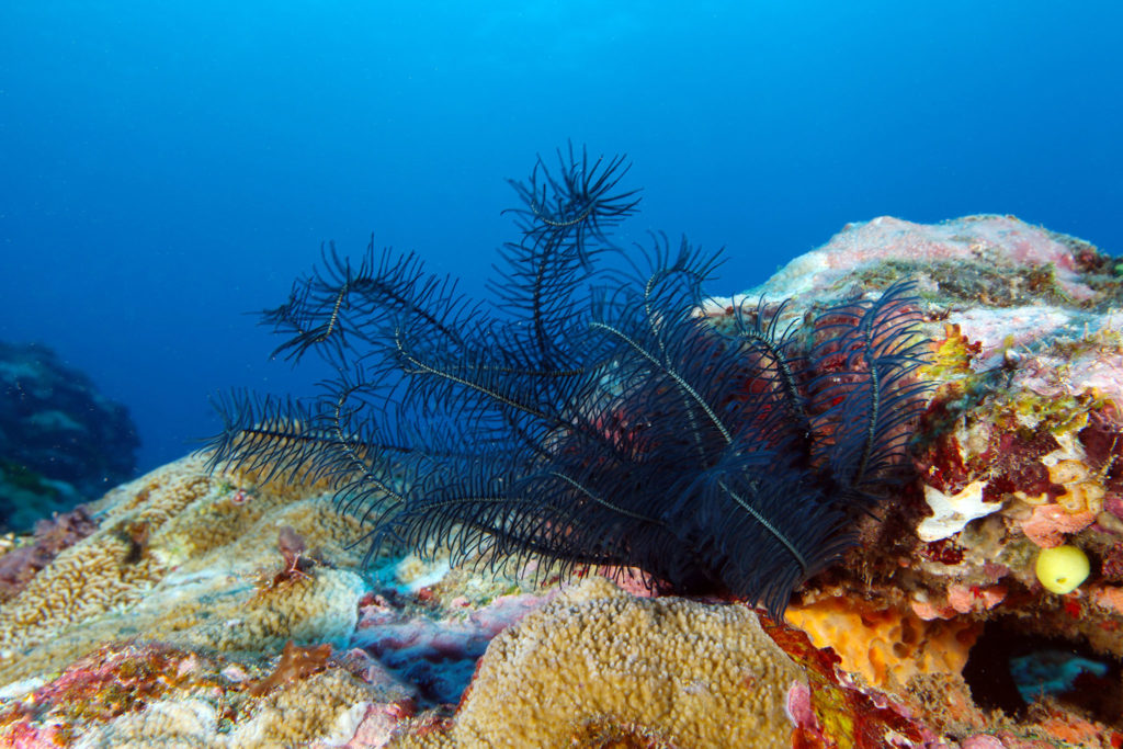 Exploring the National Marine Sanctuary of American Samoa • Scuba Diver ...