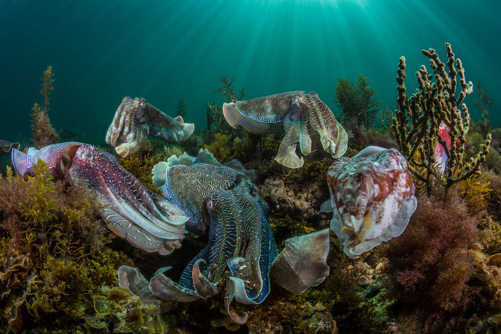 Cuttlefish aggregation in south Australia