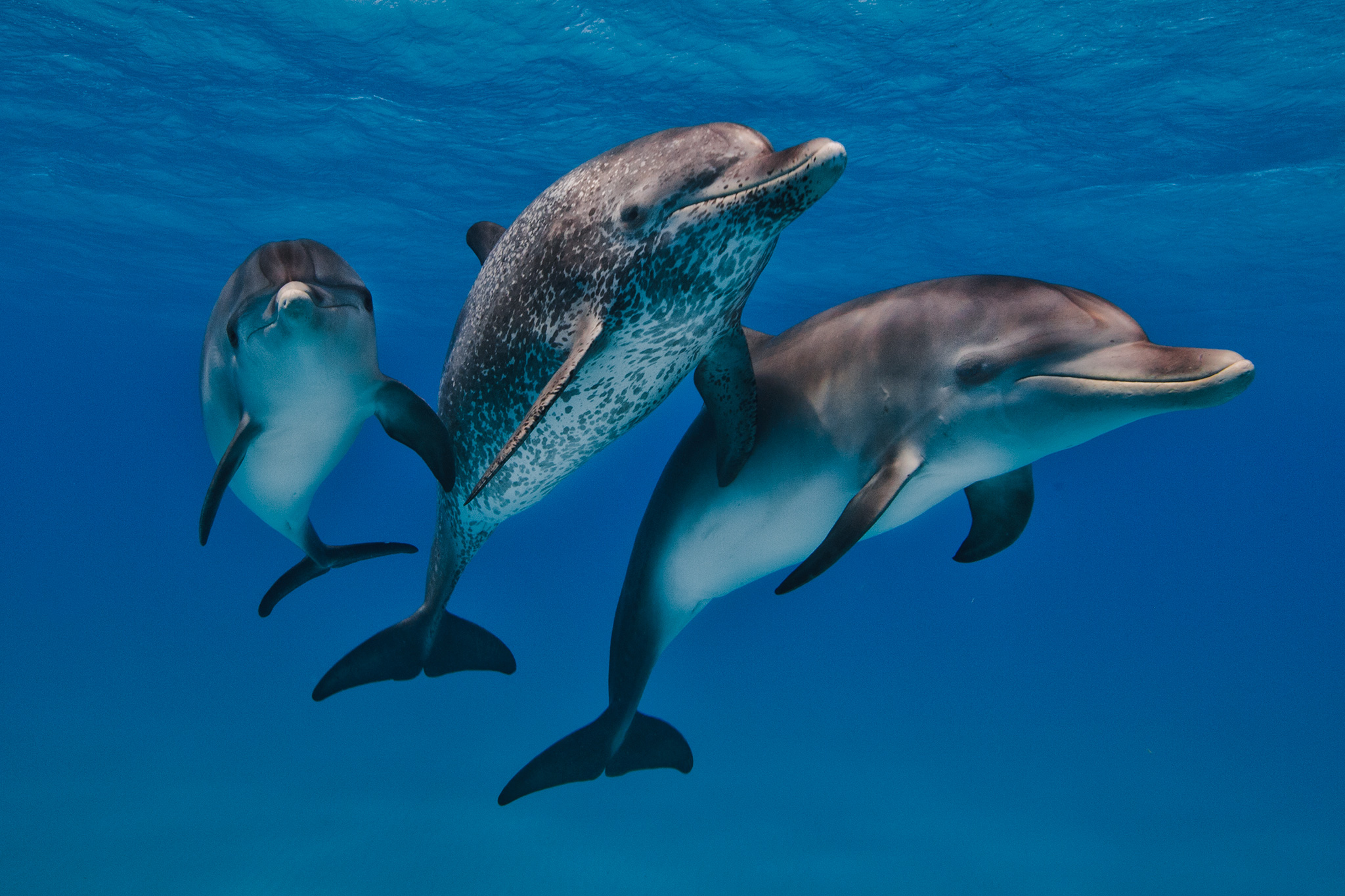 Atlantic spotted dolphins in the Bahamas