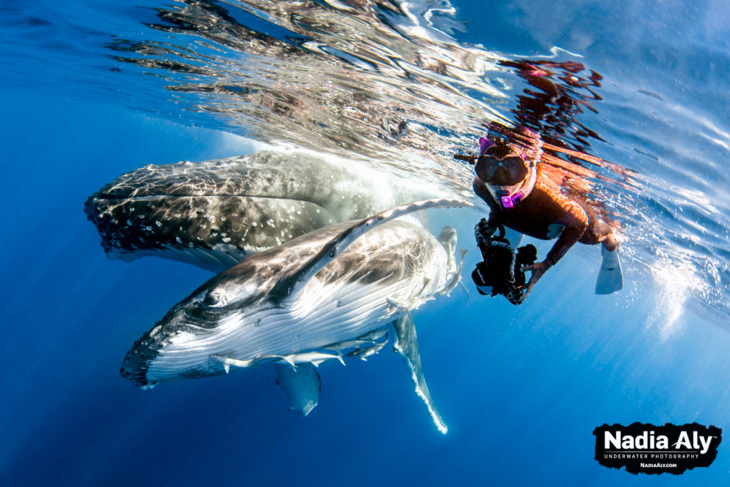 Snorkeling with Humpback Whales in Tonga • Scuba Diver Life