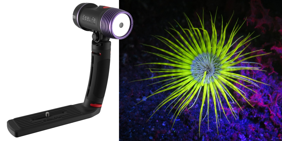 Fluoro lighting can bring out the beauty of many underwater creatures