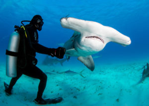 Hammerheads in the Bahamas