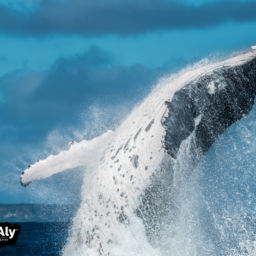 Humpback Whales in Tonga
