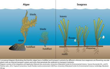 The Importance of Seagrass Meadows • Scuba Diver Life