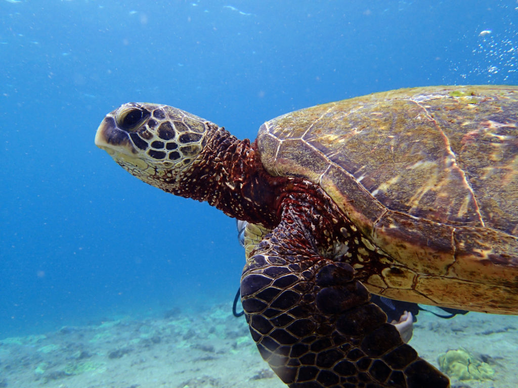 Diving Marines in Hawaii • Scuba Diver Life