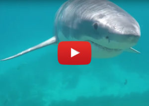 Great White