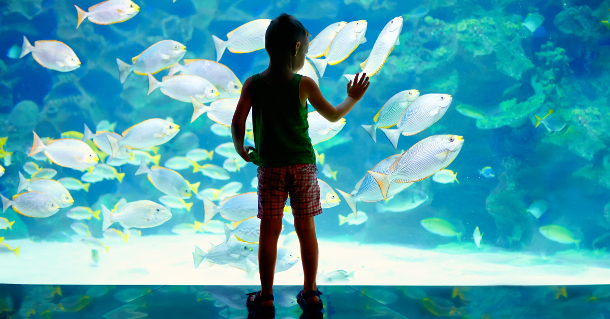 the great aquarium debate