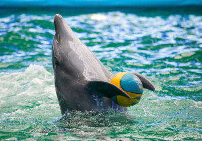 Dolphin Bay Phuket