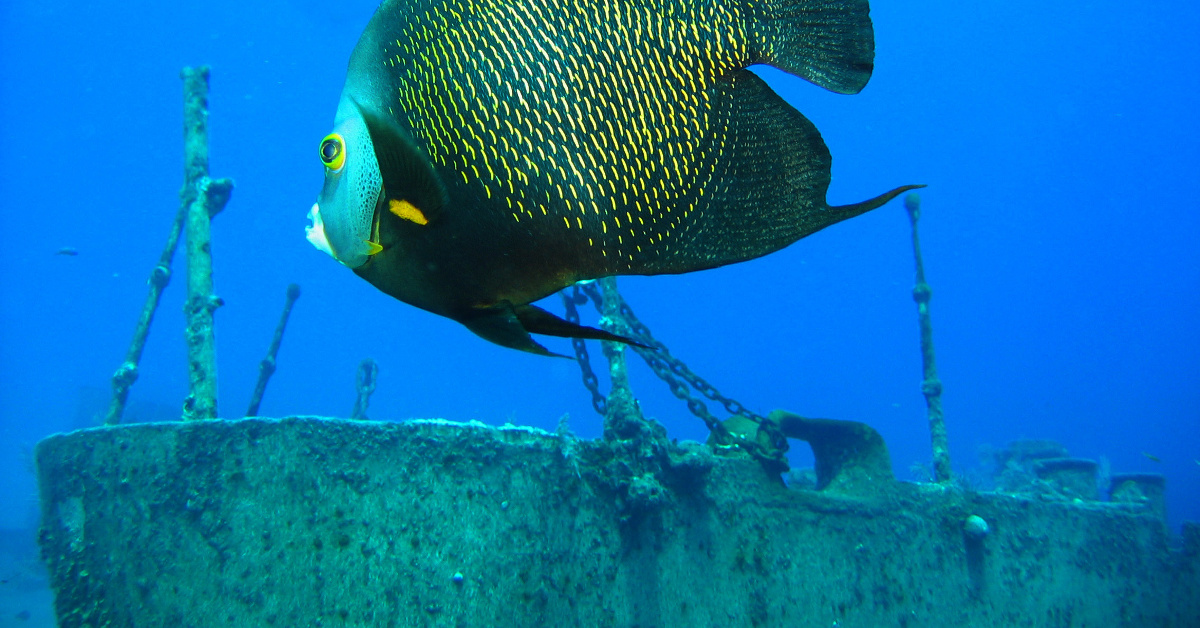 Dive Site: Oro Verde, Grand Cayman • Scuba Diver Life