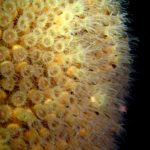 Coral polyps feeding at night