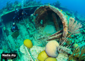 Best Diving in Bermuda