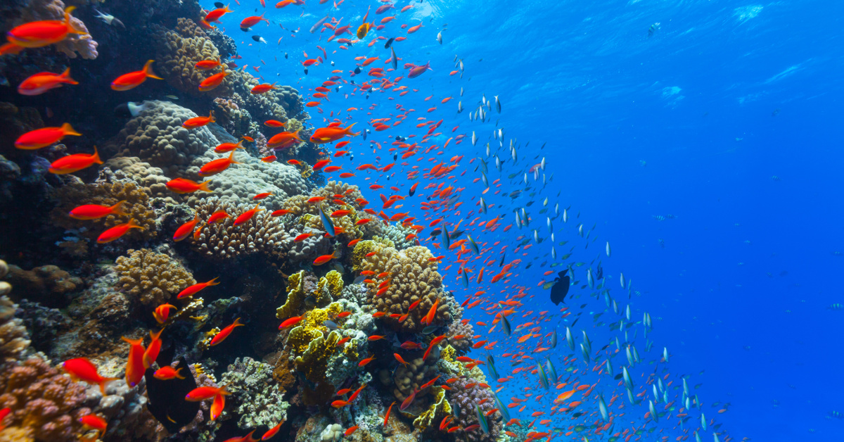 Coral Restoration Via Sexual Coral Reproduction • Scuba Diver Life 5519