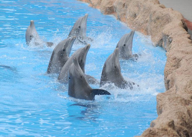 Cetacean Captivity