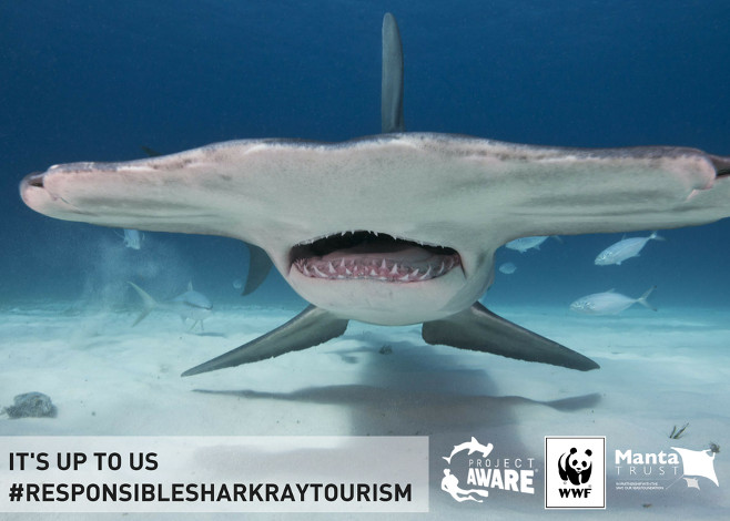 shark and ray tourism