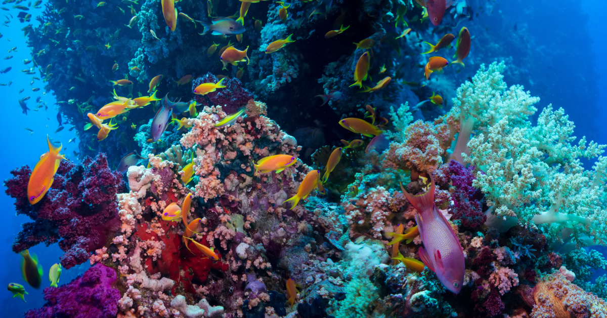 Conservation Spotlight: Reef Check • Scuba Diver Life