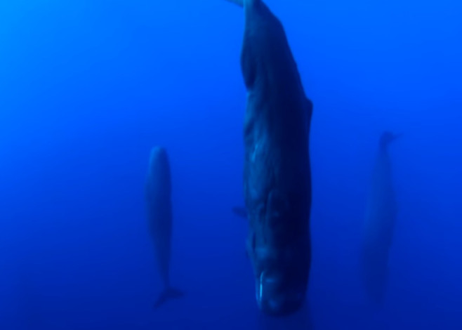 sperm whales_featured