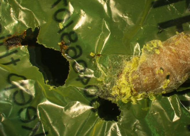 Plastic-Eating Caterpillar