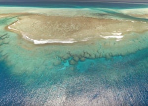 coral reefs