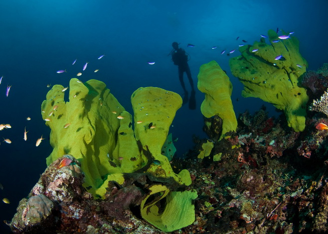 Scuba Diving in Milne Bay