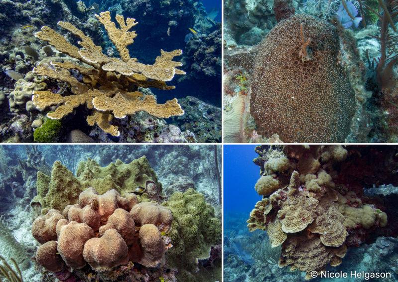 corals growth encrusting scuba biology scubadiverlife branching plating clockwise