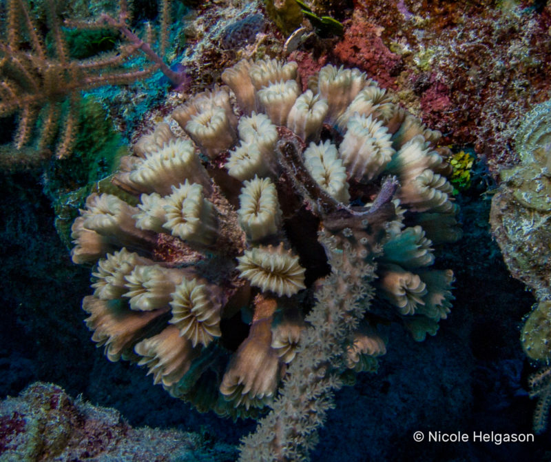 Basic Caribbean Coral Identification Part I: Hard Corals • Scuba Diver Life