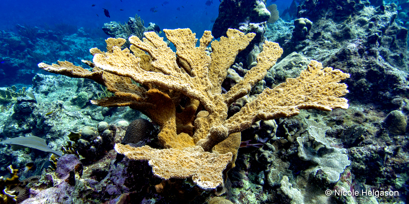 Basic Caribbean Coral Identification Part I Hard Corals • Scuba Diver Life