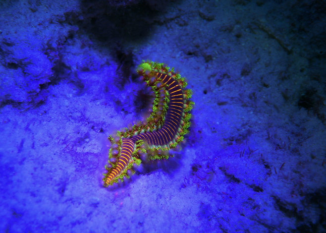 SeaLife Sea Dragon