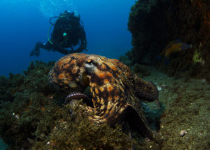Scuba Diving in Terceira