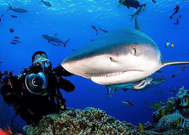 Shark Diving in the Coral Sea
